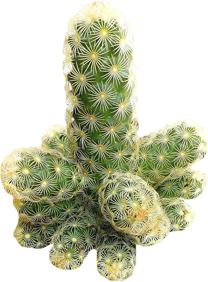 Live Cactus Plants, Fully Rooted 2-inch Cactus Succulent Plants, Rare Varieties for Gift or Home Decoration (Lady Fingers Cactus Mammillaria Elongata)