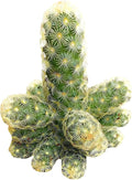 Live Cactus Plants, Fully Rooted 2-inch Cactus Succulent Plants, Rare Varieties for Gift or Home Decoration (Lady Fingers Cactus Mammillaria Elongata)