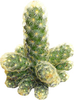 Live Cactus Plants, Fully Rooted 2-inch Cactus Succulent Plants, Rare Varieties for Gift or Home Decoration (Lady Fingers Cactus Mammillaria Elongata)
