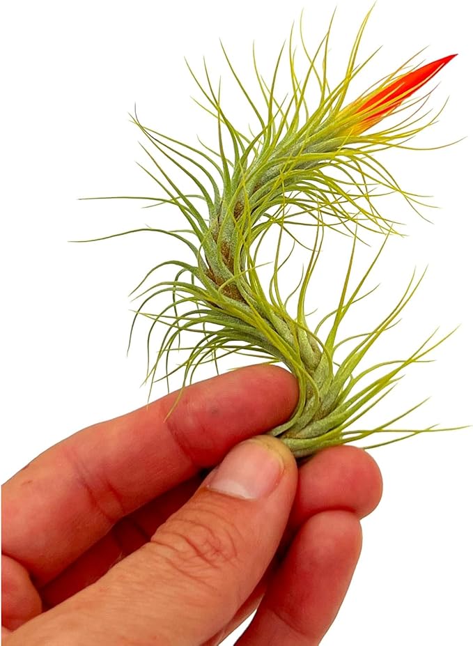 ragnaroc Air Plants - Tillandsia Funckiana Hybrid, Large 5-7" - 5ct - Live Arrival Guaranteed - House Plants for Home Decor & Gift