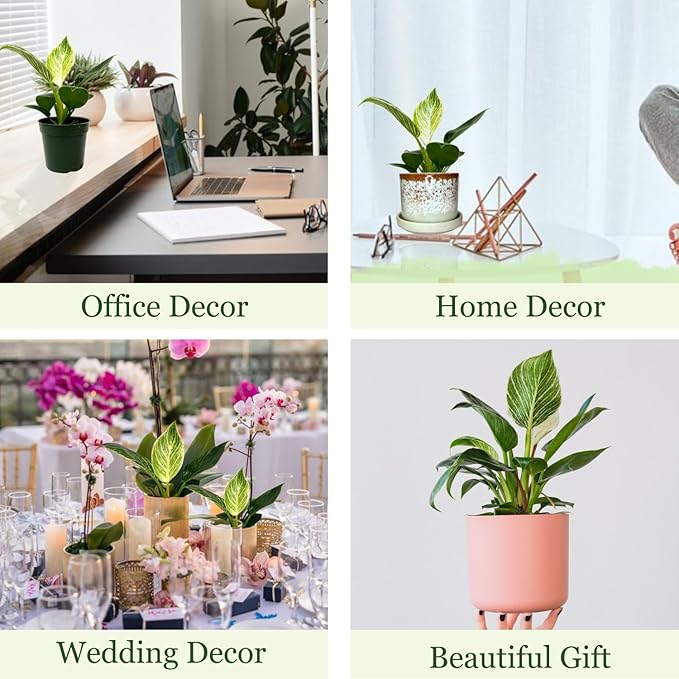 Philodendron Birkin Live Plant in 4" Pot - Philodendron Plant Live Easy to Care and Grow - Indoor Air Purifying Houseplants for Home Office Wedding Decor & Birthday Gift (Heat Pack Included)