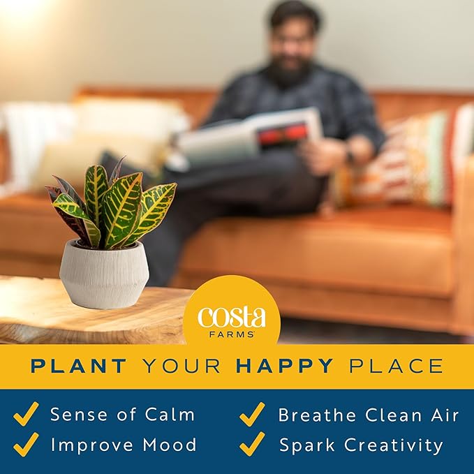 Costa Farms Croton Live Plants (4-Pack), Indoor and Outdoor Angel Croton Houseplants Potted in Nursery Pots, Grower’s Choice, Easy Care Tropical Plant for Home, Office, and Tabletop Decor
