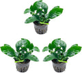 SubstrateSource Anubias Live Aquarium Plants - Potted Freshwater Plant for Fish Tanks, Terrariums - Beginner Friendly Low Light (Barteri, 3 Pots)