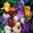 300+ Rare Iris Seeds for Planting - Mixed Iris Flower Seeds Exotic Perennial Flower Non-GMO Heirloom Garden Outdoor