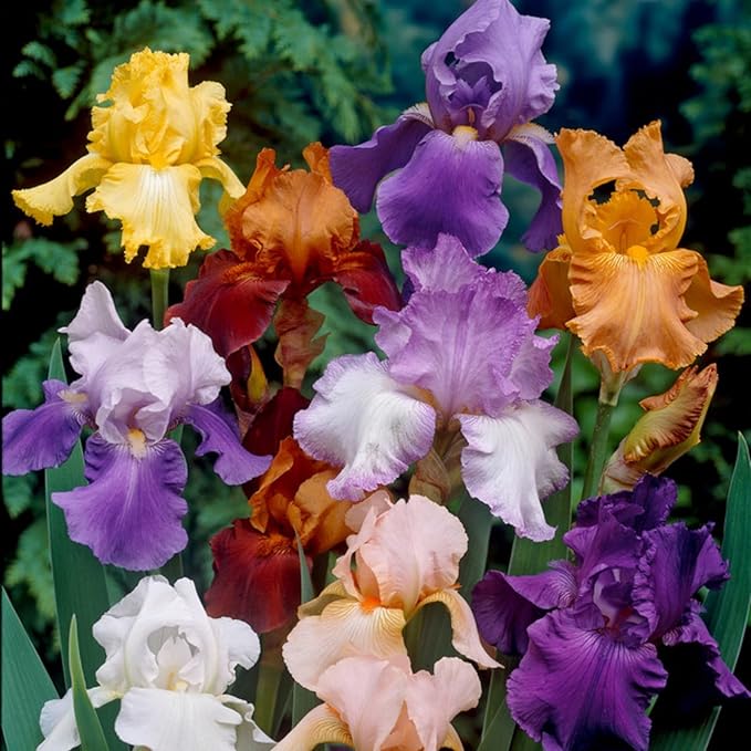 300+ Rare Iris Seeds for Planting - Mixed Iris Flower Seeds Exotic Perennial Flower Non-GMO Heirloom Garden Outdoor
