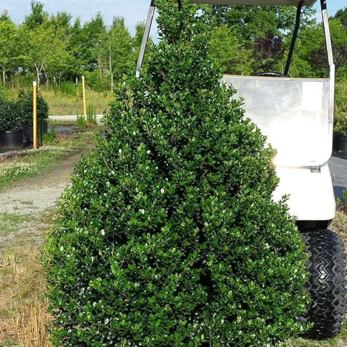 RedCrocus Steeds' Japanese Holly Ilex crenata Evergreen Shrub, Perfect for Hedges & Borders, Low Maintenance, Pet Safe, Container & Landscape Use 2' h 3 Gallon