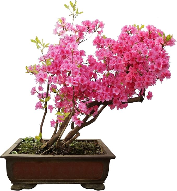 Pink Azalea Bonsai Tree Seeds for Planting- 30 Seeds - Prized Flowering Bonsai Specimen
