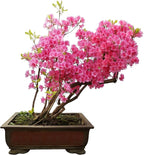 Pink Azalea Bonsai Tree Seeds for Planting- 30 Seeds - Prized Flowering Bonsai Specimen