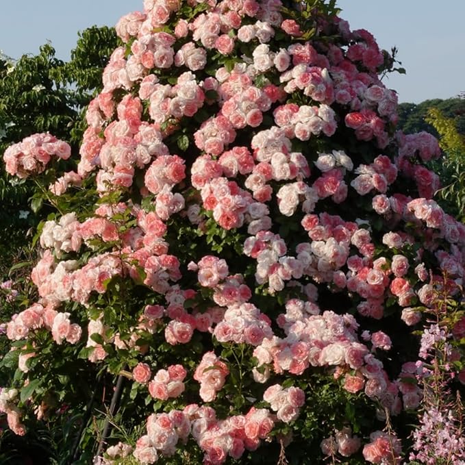 Pearly Gates Peachy Climbing Rose Live Plant, Can Grow As Rose Bushes Shrubs, Fragrant Ready to Plant, Starter Size, 5 to 10 Inc Tall, Dormant in Winter
