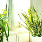 3 Pack Faux Snake Plants 31in Artificial UV Resistant Snake Outdoors Fake Sansevieria Plastic Plant with Large Green Leaves Greenery for Home Indoor Floor Office Store Front Porch Decorations