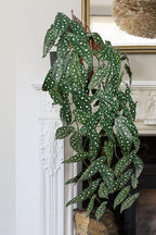 Large Fake Hanging Plants in Pot with Hook, 37" Artificial Hanging Begonia Vines Plants, Fake Potted Tropical Plants for Room Wall Living Room Bathroom Kitchen, Big Faux Ivy Houseplants for Shelf