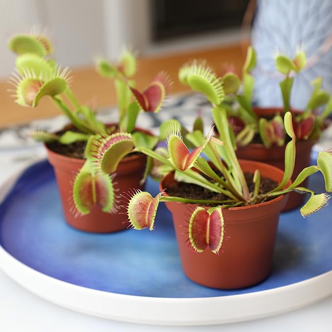 Altman Plants Non-Toxic Live Venus Flytrap Plant, Carnivorous Plants, Pet Safe Houseplant, Educational Crafts & DIY for Kids, 3 in. Grower Pot, Real Houseplants for Bog Gardens