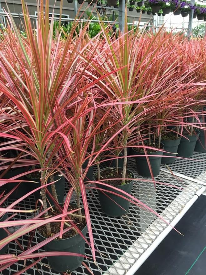 RedCrocus Dragon Tree Dracaena marginata Bush- Indoor & Outdoor Decor, Pet Safe, Easy Care, Elegant Evergreen with Sword-Shaped Leaves, Well-Draining Soil Friendly 10" Pot