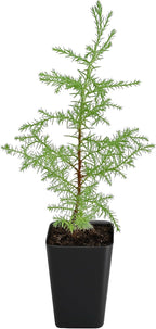 My Shelfie – Arizona Cypress Bonsai Starter Tree (Cupressus arizonica), Live Evergreen Plant for Indoor or Outdoor Bonsai Forest Garden, Home & Living Room Décor (1)