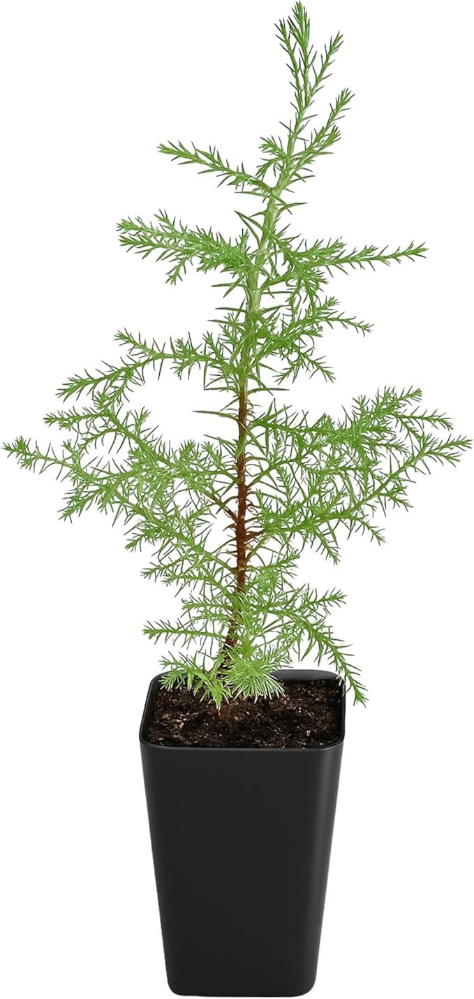 My Shelfie – Arizona Cypress Bonsai Starter Tree (Cupressus arizonica), Live Evergreen Plant for Indoor or Outdoor Bonsai Forest Garden, Home & Living Room Décor (1)