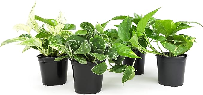 6-Pack Pothos & Philodendron Live Plants, 4-Pack Pothos Live Indoor House Plants Air Purifying Easy Care Low Light