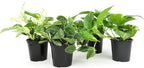 Live Pothos Plants (4PK) + Classic Houseplant Collection (4PK) - Low Maintenance Indoor Plants Purify Air, Easy to Grow Hanging Plants and Trailing Vines in 4 Inch Nursery Pots