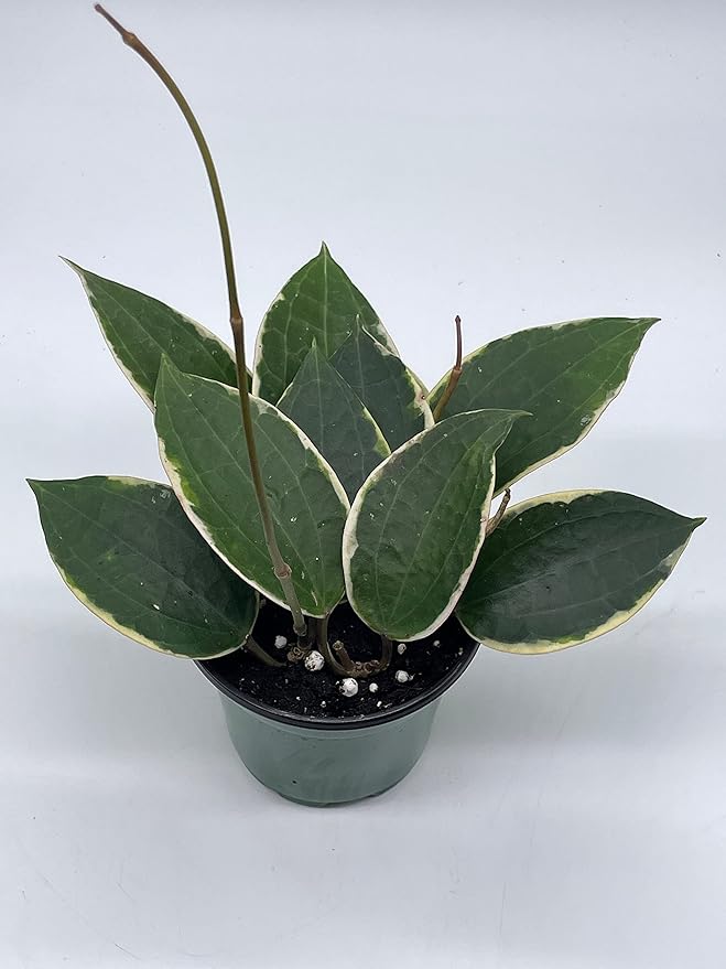 BubbleBlooms Hoya Macrophylla, Very Rare Limited Live Plant, in 4 inch Pot