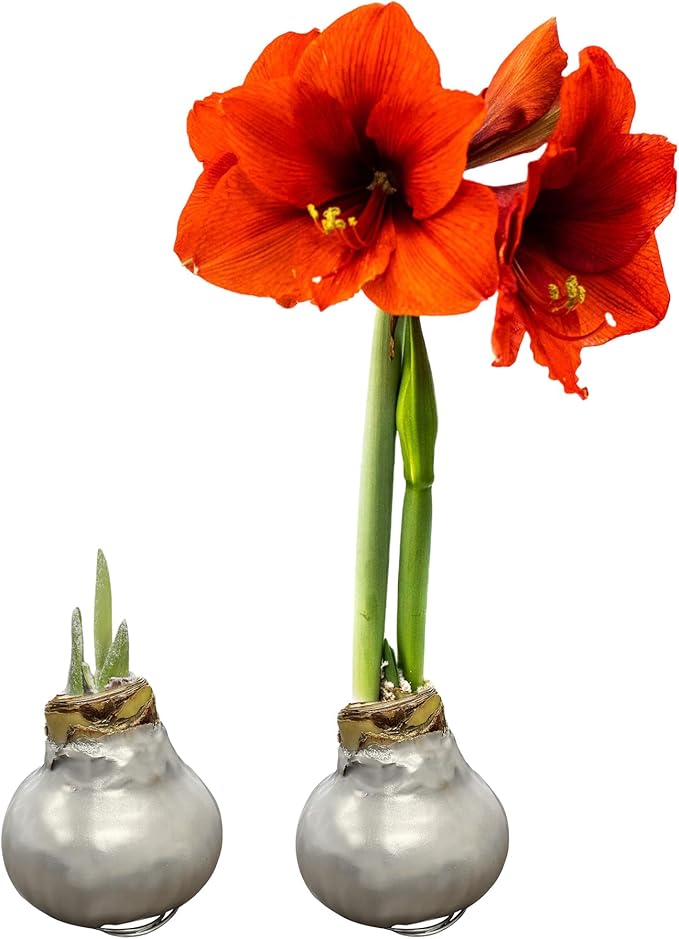 Waxed Amaryllis Bulb 2-Pack – Silver Wax with Red Blooms – Live Holiday Gift Plant, Easy Care, No Watering Needed