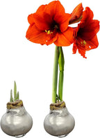 Waxed Amaryllis Bulb 2-Pack – Silver Wax with Red Blooms – Live Holiday Gift Plant, Easy Care, No Watering Needed