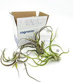 ragnaroc Air Plants - Flowering Tillandsia Caput Medusae, Large 5-7" - 3ct - Live Arrival Guaranteed - House Plants for Home Decor & Gift