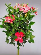 Hibiscus Tree Live - Pink Flowers - Overall Height 38" to 44", 3 Gallon Pot - Tropical Plants of Florida