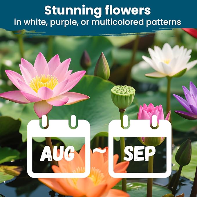 Lotus Seeds for Planting in Water | 60 PCS Mixed Color Bowl Lotus Seeds for Indoor Bonsai, Outdoor Ponds & Garden | Non-GMO Water Lily Aquatic Plant Seeds
