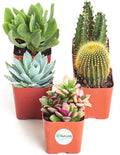 Shop Succulents Premium Live Mini Cactus and Succulent Plants in 2" Pots, Easy Care Indoor or Outdoor Gardening, Terrariums, Favors, & Contemporary Spaces with Hardy, Resilient Varieties, Pack of 5