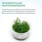 SubstrateSource Live Plants - Mattogrossense Milfoil (Myriophyllum mattogrossense) - Moderate to High Light, Bright Green Accent, Bushy Stem Plant, Midground to Background - Tissue Culture, 1 Pack