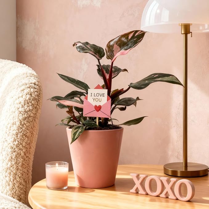 Green Circle Growers 5" Pink Princess Philodendron – Love You Edition in Pink Decorative Pot, Live Indoor Houseplant
