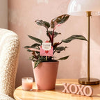 Green Circle Growers 5" Pink Princess Philodendron – Love You Edition in Pink Decorative Pot, Live Indoor Houseplant