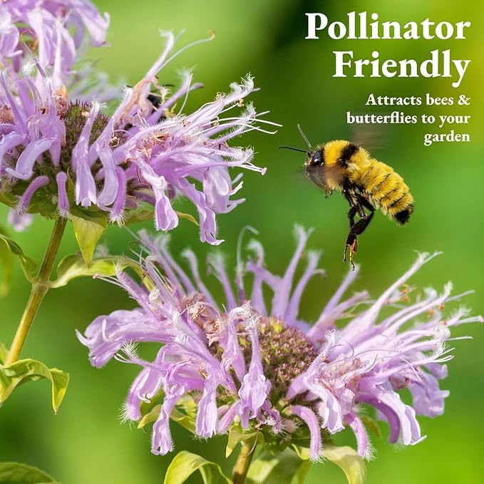 3000+ Bee Balm Seeds for Planting - Wild Bergamot, Bee Balm Perennial Open Pollinated, Monarda fistulosa Wildflower Seeds for Outdoor Garden Borders & Native Beds