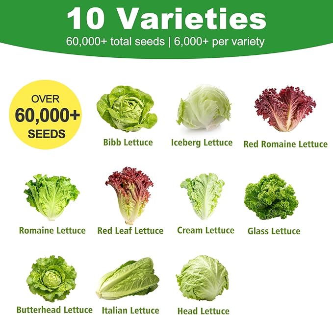 Lettuce Seeds, 10 Varieties Individual Packs, 60000+ Non-GMO Heirloom Vegetable Seeds for Planting Indoor Outdoor for Fresh Salad, Easy to Grow for Garden Beginners, Gifts for Women Men Plant Lovers.