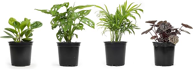 Altman Plants, Classic Houseplant Collection (4PK) Live Plants Indoor Plants Live Houseplants & Costa Farms Monstera Swiss Cheese Plant, Live Indoor Plant, Easy to Grow Split Leaf Houseplant