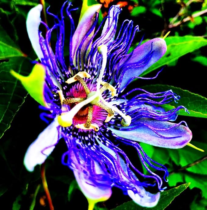 Rare Passiflora Passion Flower Mix (50 Seeds) - Stunning Colors, Home Gardens Outdoor Container, purple
