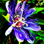 Rare Passiflora Passion Flower Mix (50 Seeds) - Stunning Colors, Home Gardens Outdoor Container, purple