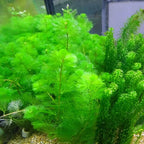 7 Green Cabomba Plants Live, Aquarium Plants Live, Live Cambomba Plant, 4 to 6 Inc Tall Aquatic Pond Plant