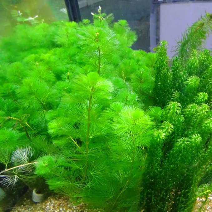 7 Green Cabomba Plants Live, Aquarium Plants Live, Live Cambomba Plant, 4 to 6 Inc Tall Aquatic Pond Plant