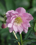 Perennial Farm Marketplace Helleborus x W.J. 'Cotton Candy' (Lenten Rose) Perennial, 1 Quart, Pink Flowers