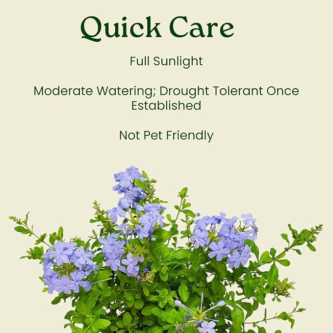 Blue Plumbago Plant – 1 Gallon, 14” to 16” Tall – Live Flowering Shrub for Gardens & Containers – Thrives in Full Sun – Deer-Resistant & Pollinator-Friendly – Low Maintenance
