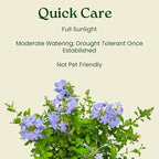 Blue Plumbago Plant – 1 Gallon, 14” to 16” Tall – Live Flowering Shrub for Gardens & Containers – Thrives in Full Sun – Deer-Resistant & Pollinator-Friendly – Low Maintenance