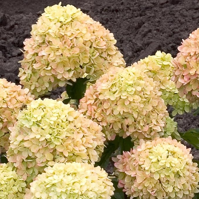 Brighter Blooms - Little Lime® Hydrangea Shrub, 1 Quart - No Shipping to AK, AZ, HI
