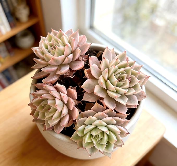 Live Houseplants Succulents – Echeveria Margaret Variegata with Succulent Care Accessories, Compact Live Plant for Indoor & Outdoor Spaces