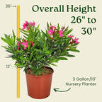 Calypso Pink Oleander Bush - Live Flower Plants - Tropical Plants of Florida - 26" to 30" Overall Height (Plant Only)