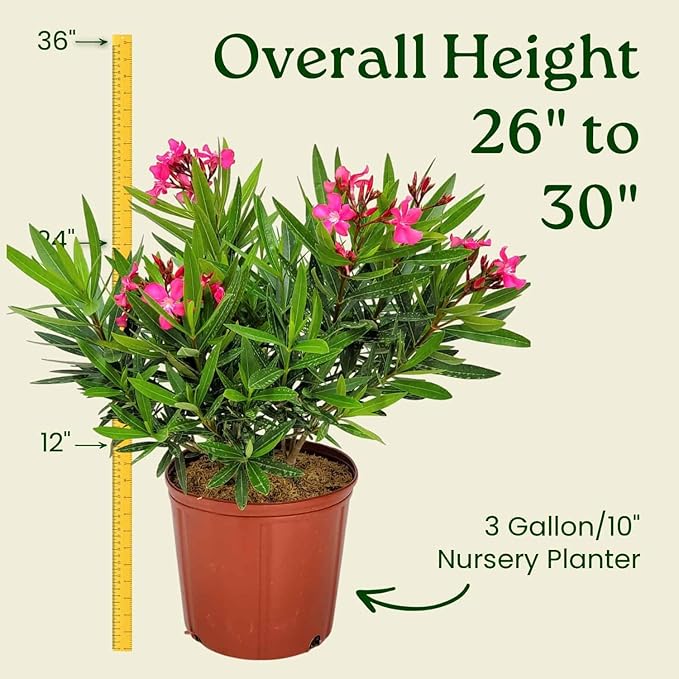 Calypso Pink Oleander Bush - Live Flower Plants - Tropical Plants of Florida - 26" to 30" Overall Height (Plant Only)