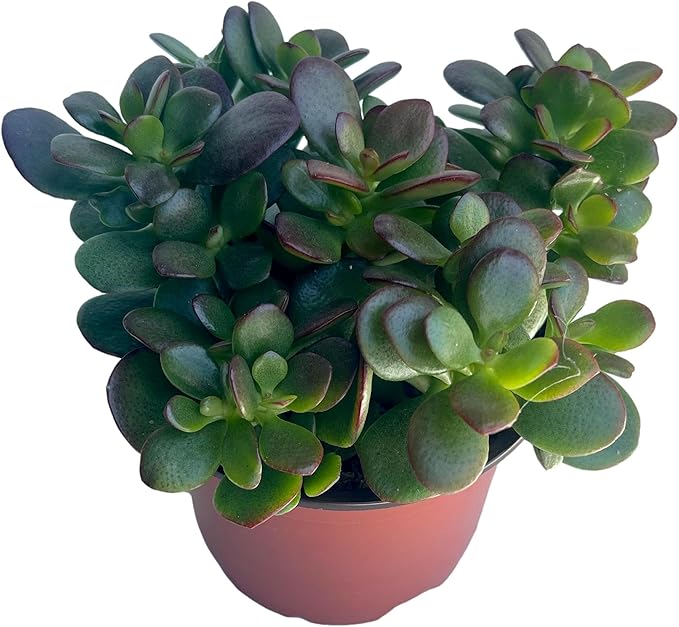 Jade Plant - Crassula - Easy to Grow - Hard to Kill - Cactus - 4" Pot- Living Succulant, Succulents Plant Live, Succulent Plants Fully Rooted, Houseplant for Home Office Decor