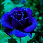 120+ Exotic Rose Seeds for Planting Hybrid Rare Rose Seeds Perennial Shrub Garden Yard Potted Decoration
