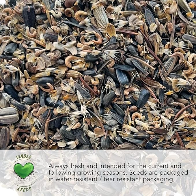 Seed Needs Butterhead Lettuce Seeds Variety Pack for Planting a Collection of 5 Individual Varieties - Packets Includes Buttercrunch, Marvel of 4 Seasons, Bronze Mignonette & More