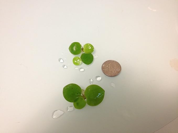 12 Amazon Frogbit (Limnobium Laevigatum), Live Aquarium/Aquatic Floating Plant by G&Z
