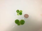 12 Amazon Frogbit (Limnobium Laevigatum), Live Aquarium/Aquatic Floating Plant by G&Z